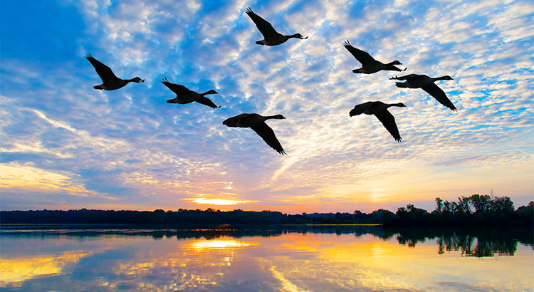 Birds_Flying_over_lake-_Sunset.jpg