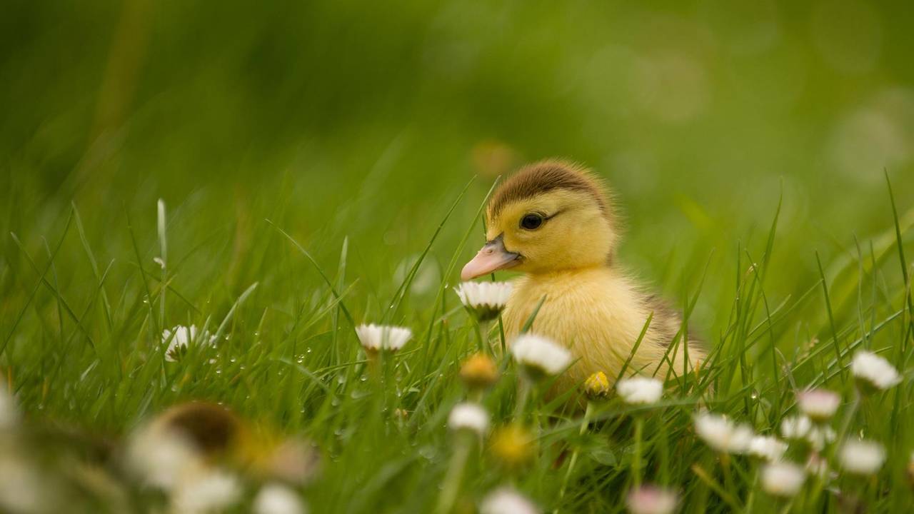 baby_duck-Spring.jpg