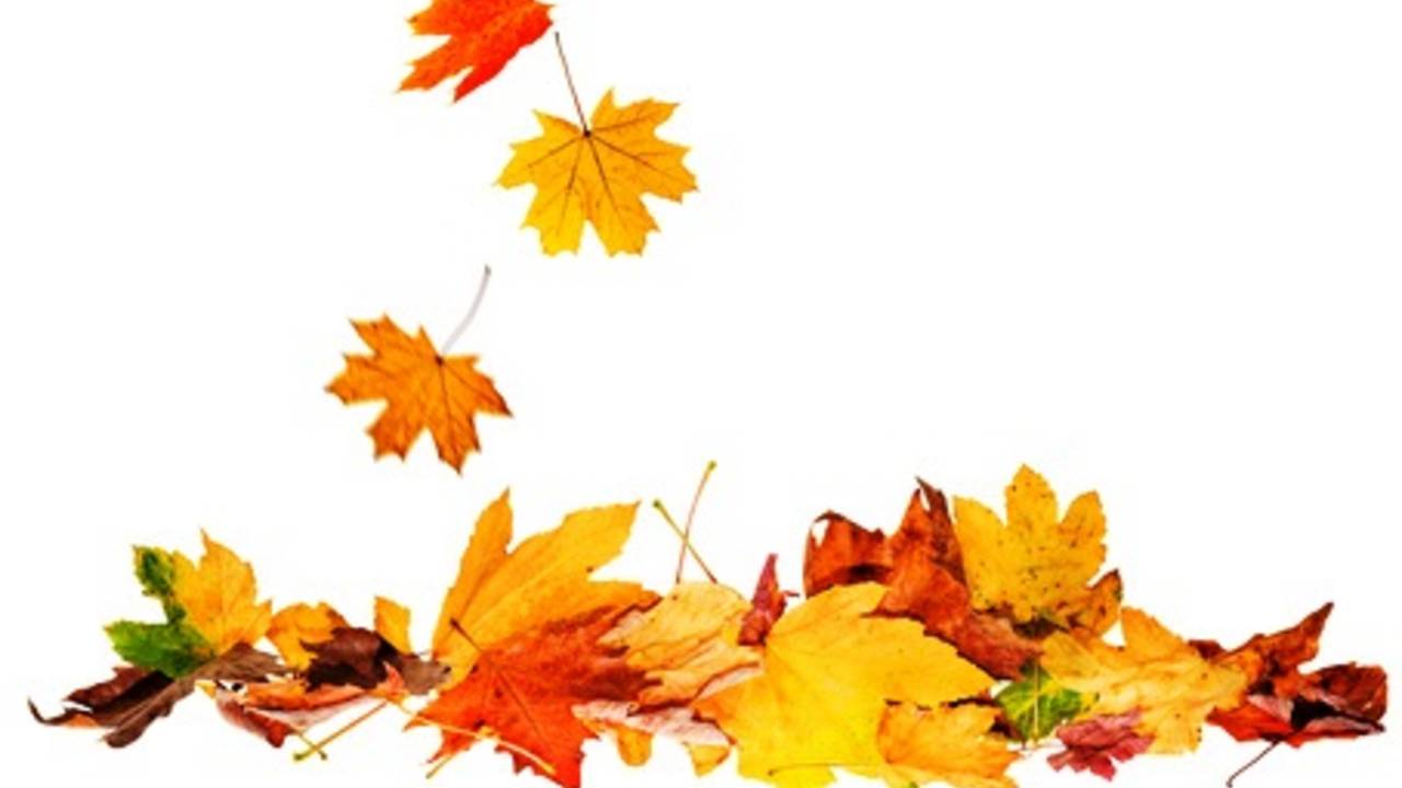 Fall_leaves_dropping_banner.jpg