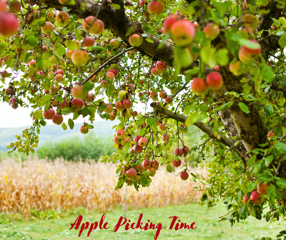 Apple_Picking_Time_(1).png