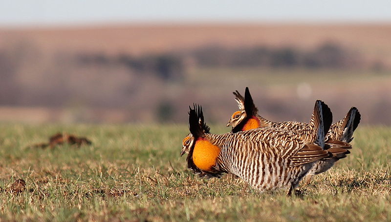 prairie chickens