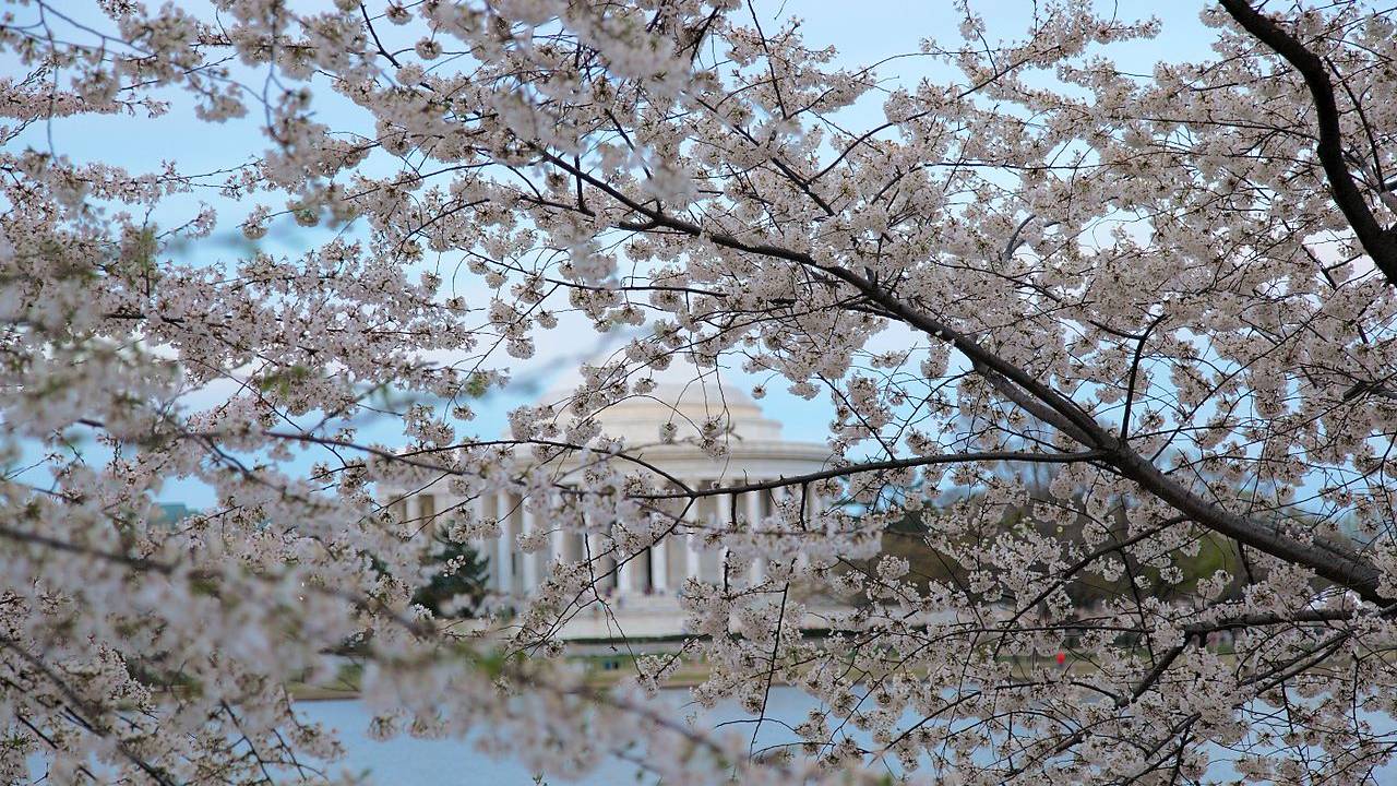 Cherry-blossom-festival-jefferson-memorial_-_Virginia_-_ForestWander.jpg