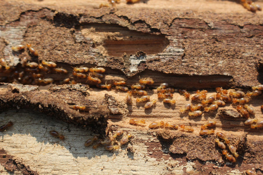 termites_at_home.jpg