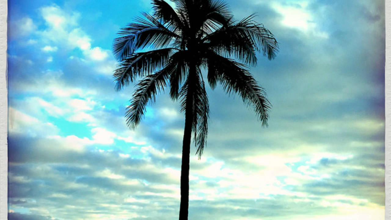 lone_sunset_palm.jpg