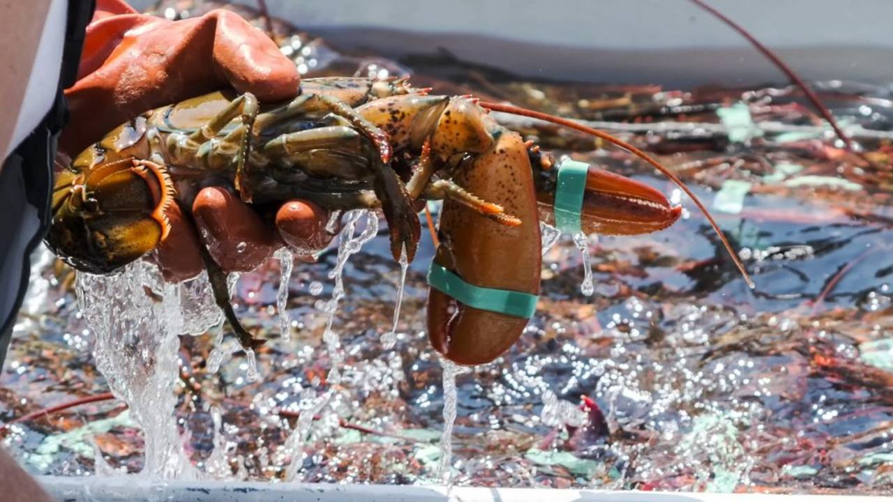 Lobster1.jpg