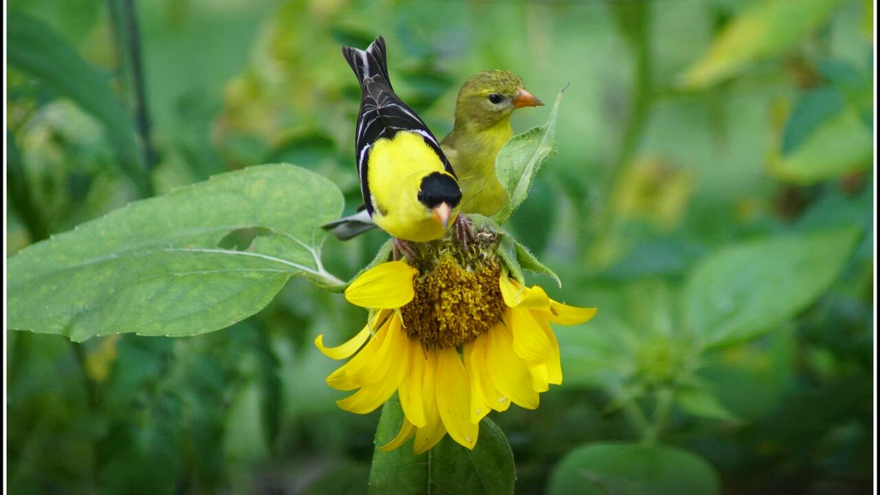Goldfinches_on_Sunflower.jpg