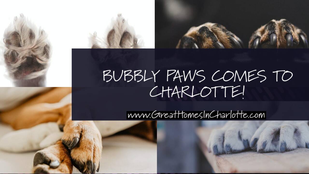 Bubbly_Paws_Comes_To_Charlotte.png