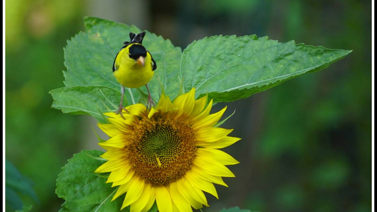 Goldfinch_on_Sunflower.jpg