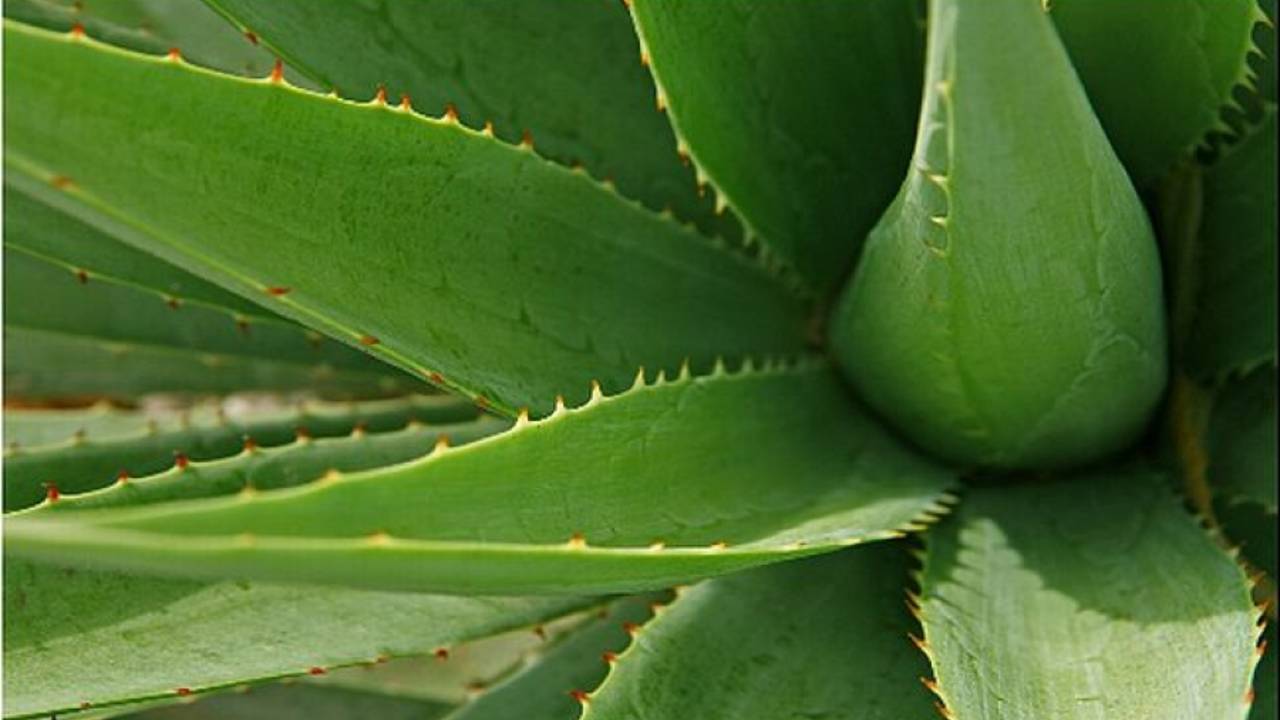 Aloe.jpg