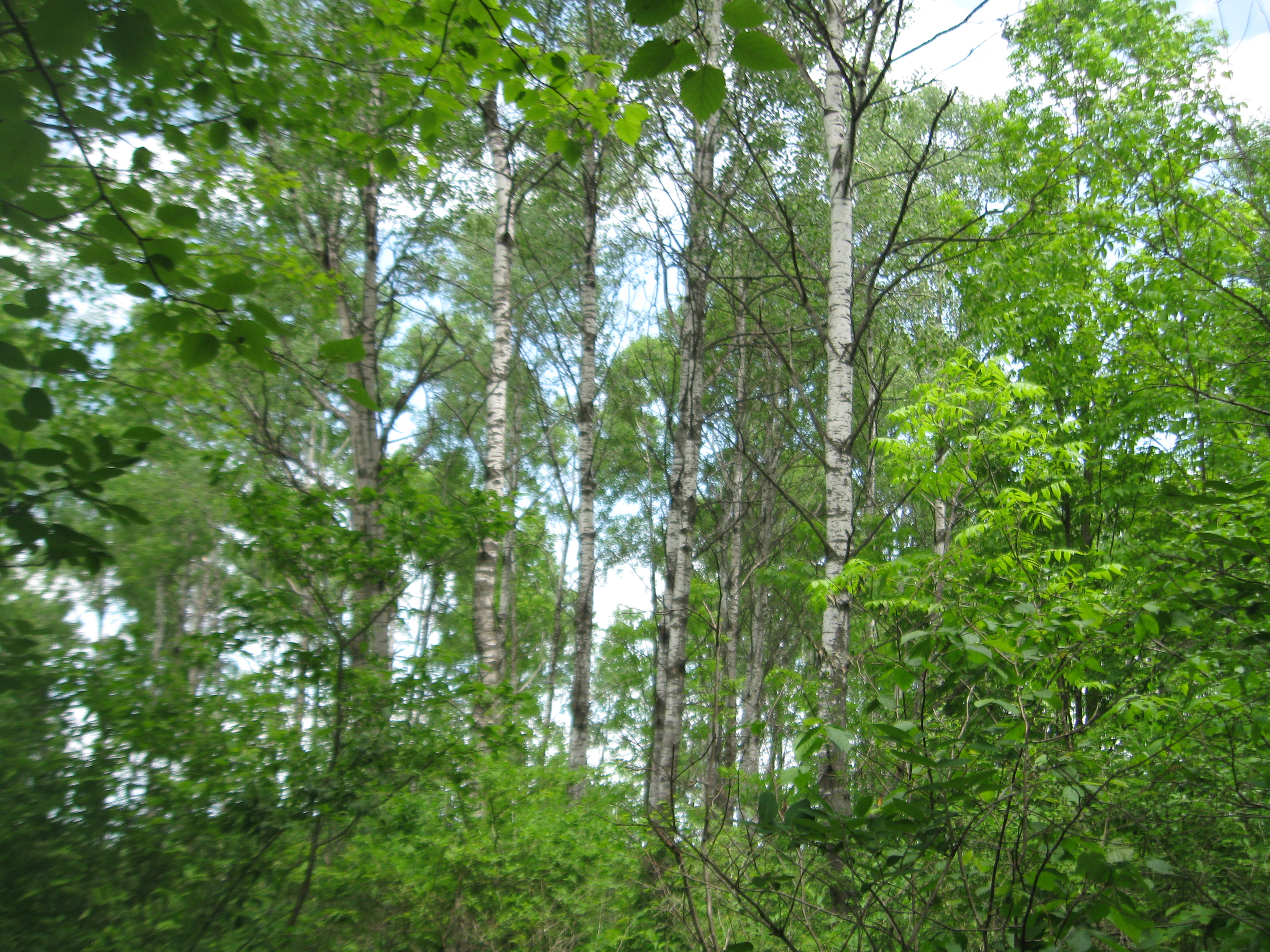 HUNTING & TIMBER LAND WANTED, MANITOWOC COUNTY FOREST