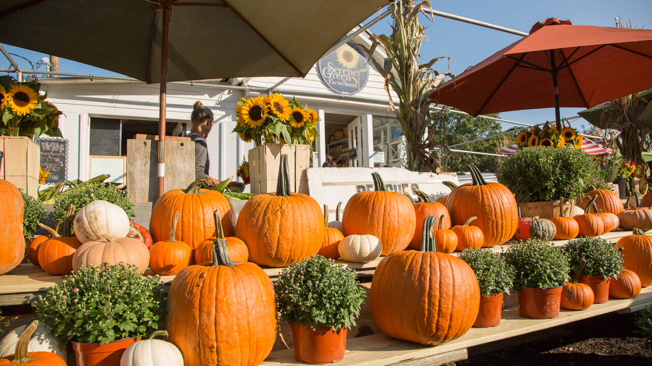 pumpkins.jpg