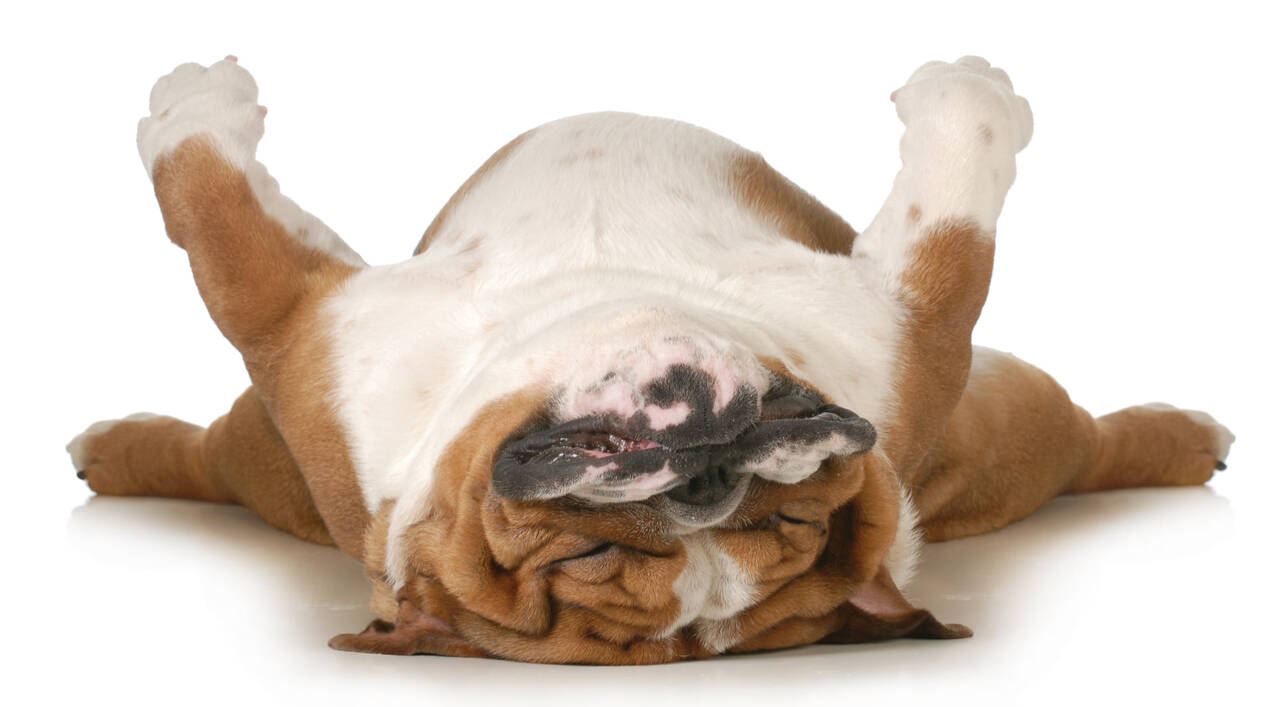 dog_napping.jpeg