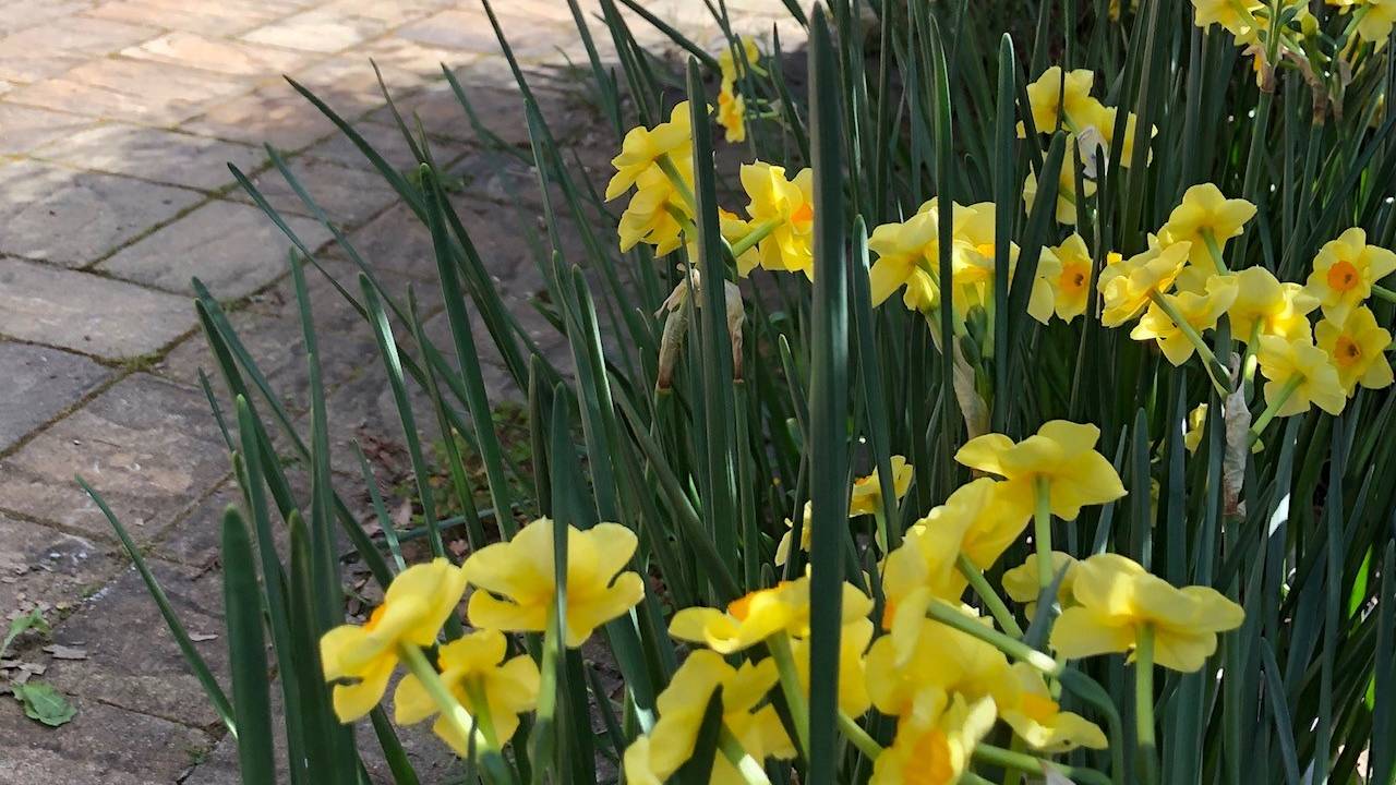 daffodills.jpg