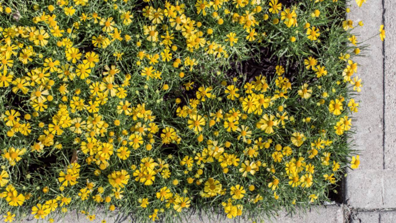 flowers.png