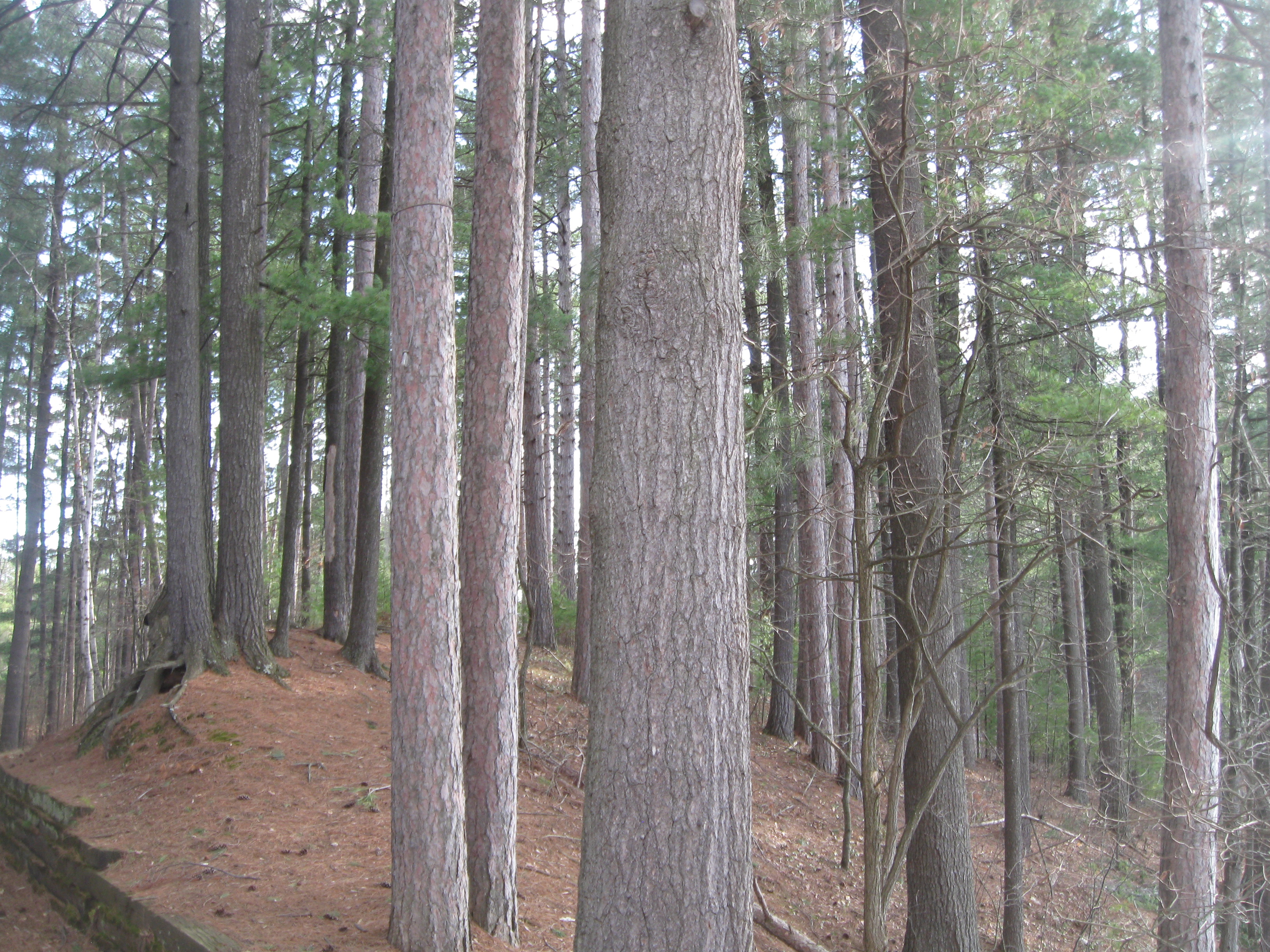 The Woodland Report Dunn County; Hunting, Timber, Inv