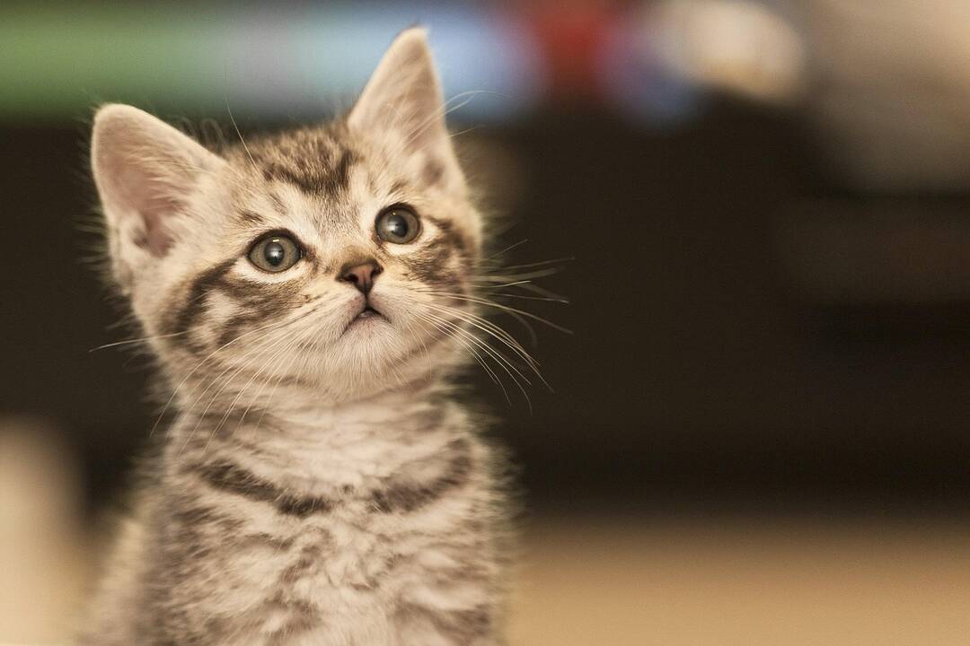 cat.desire.jpg