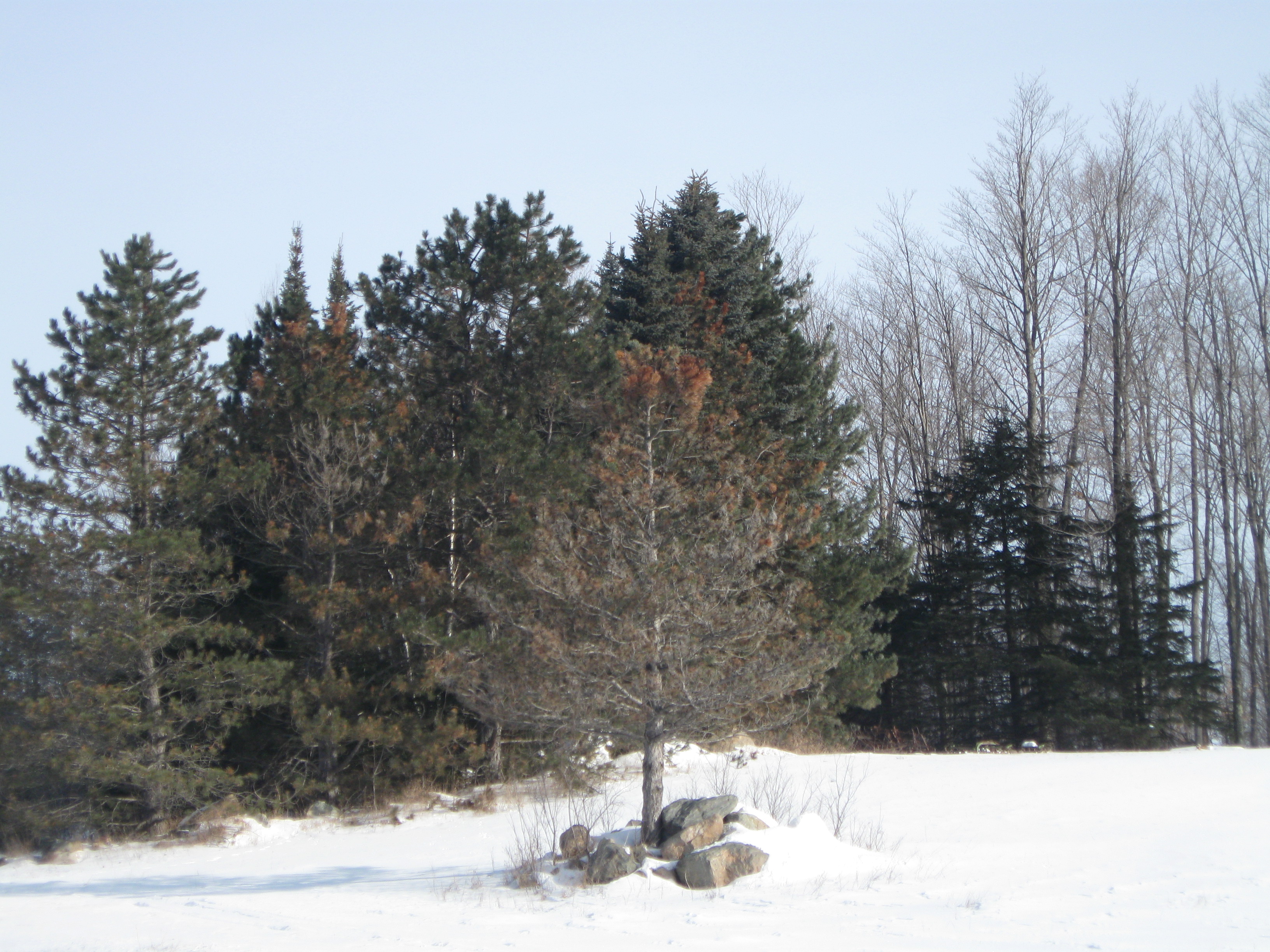 The Woodland Report Winnebago County; Hunting, Timber