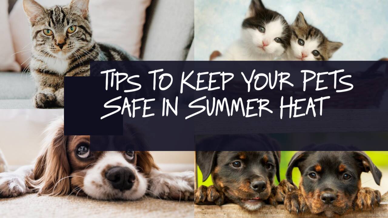 tips_to_keep_your_pets_safe_in_summer_heat.png