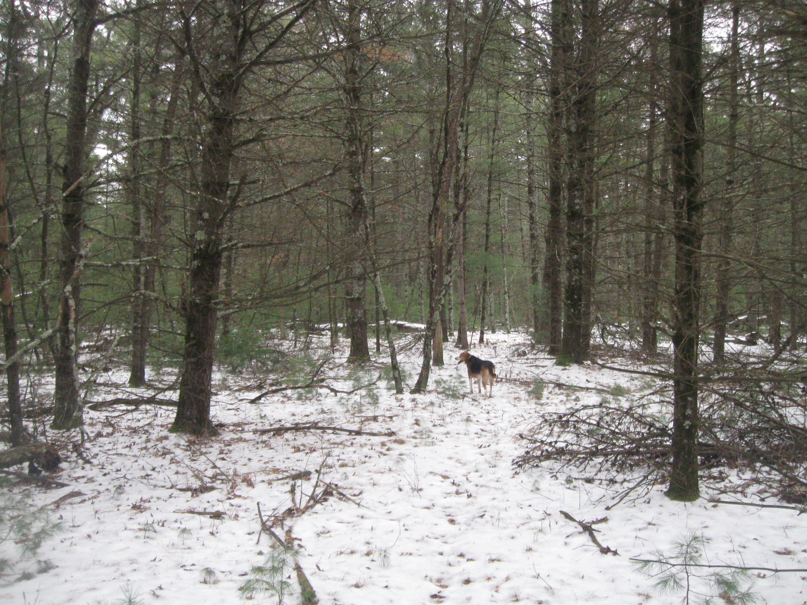 The Woodland Report Fond du Lac County; Hunting, Timb