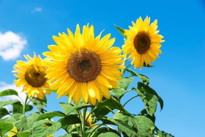 sunflower-2804712_1280.jpg