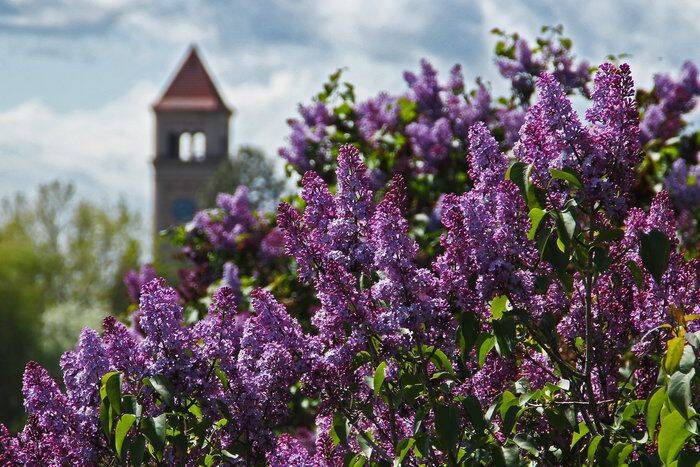 _lilac_spokane.jpg
