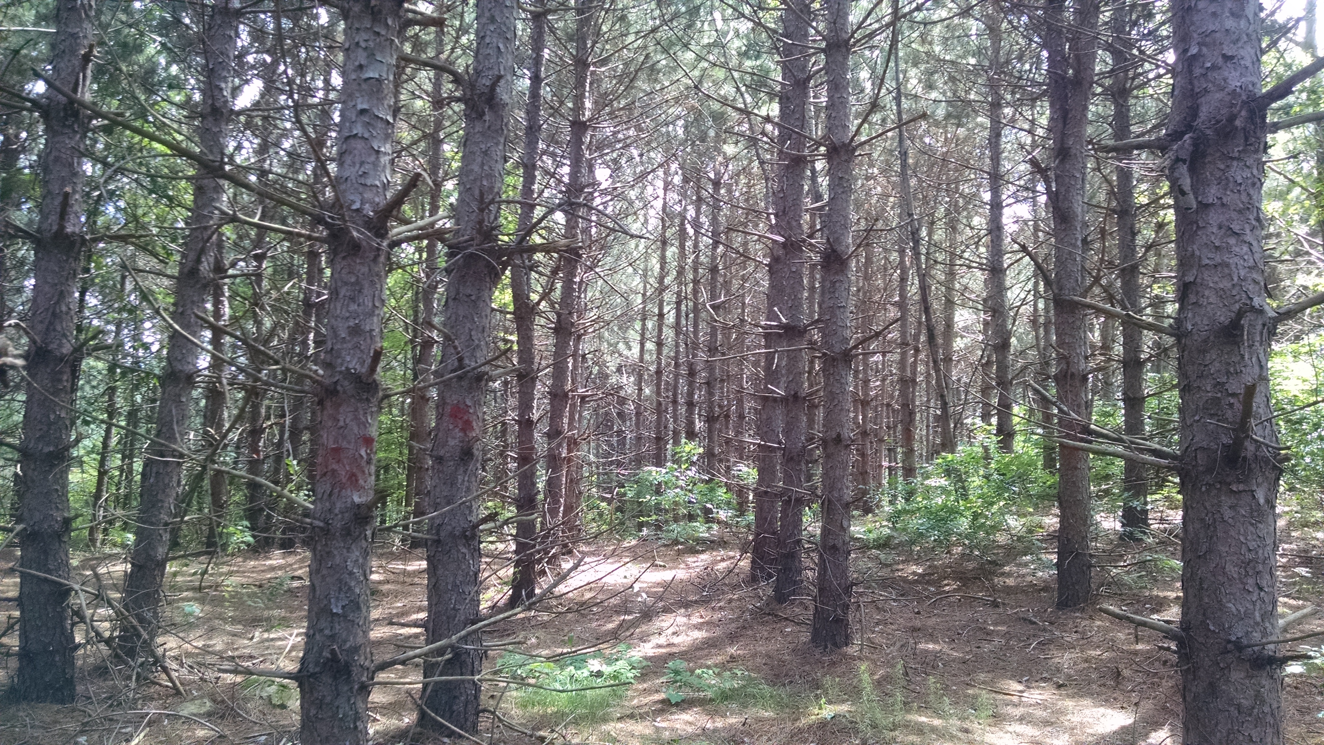 The Woodland Report Dunn County; Hunting, Timber, Inv