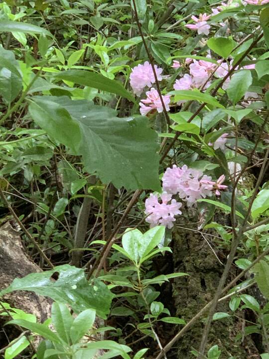 Rhododendren_Blue_Ridge_RR_Trail.jpg