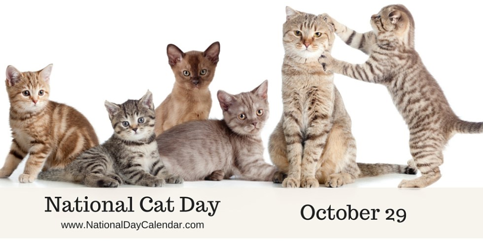 Calling All Cat Lovers! It's National Cat Day... Oct 29