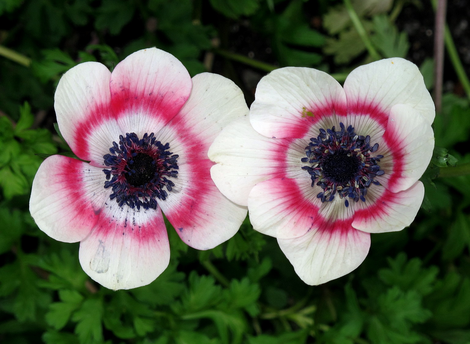 Kentlands Under the Lights Community Dinner