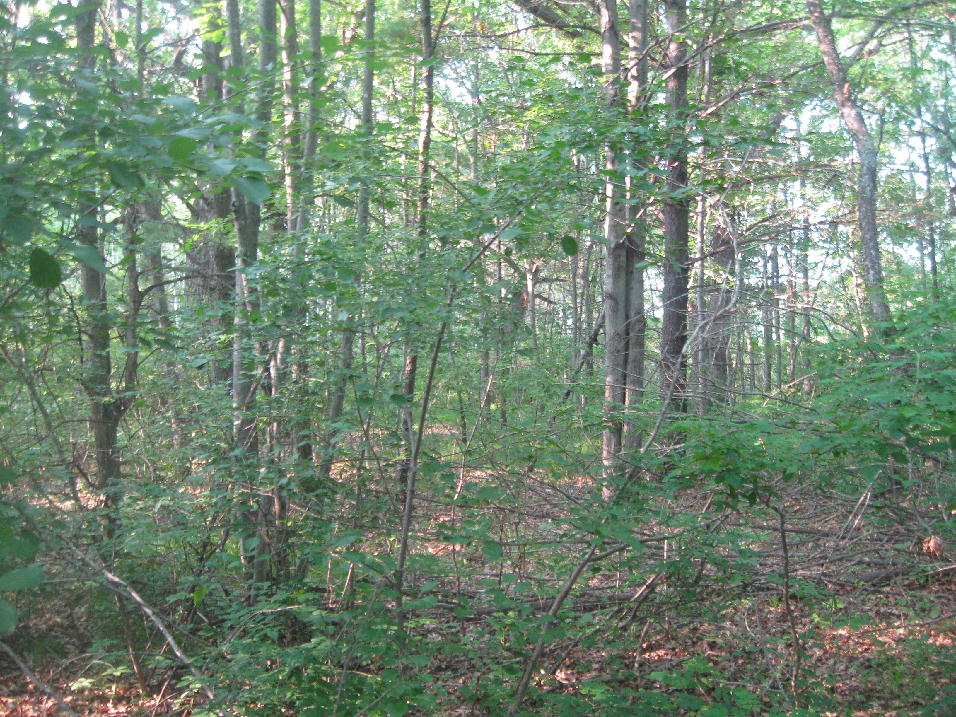MARKET REPORT FORESTLAND AVAILABLE Green Lake County;