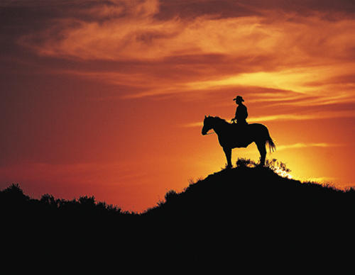 Arizona Cowboy looking for a home for your horse?