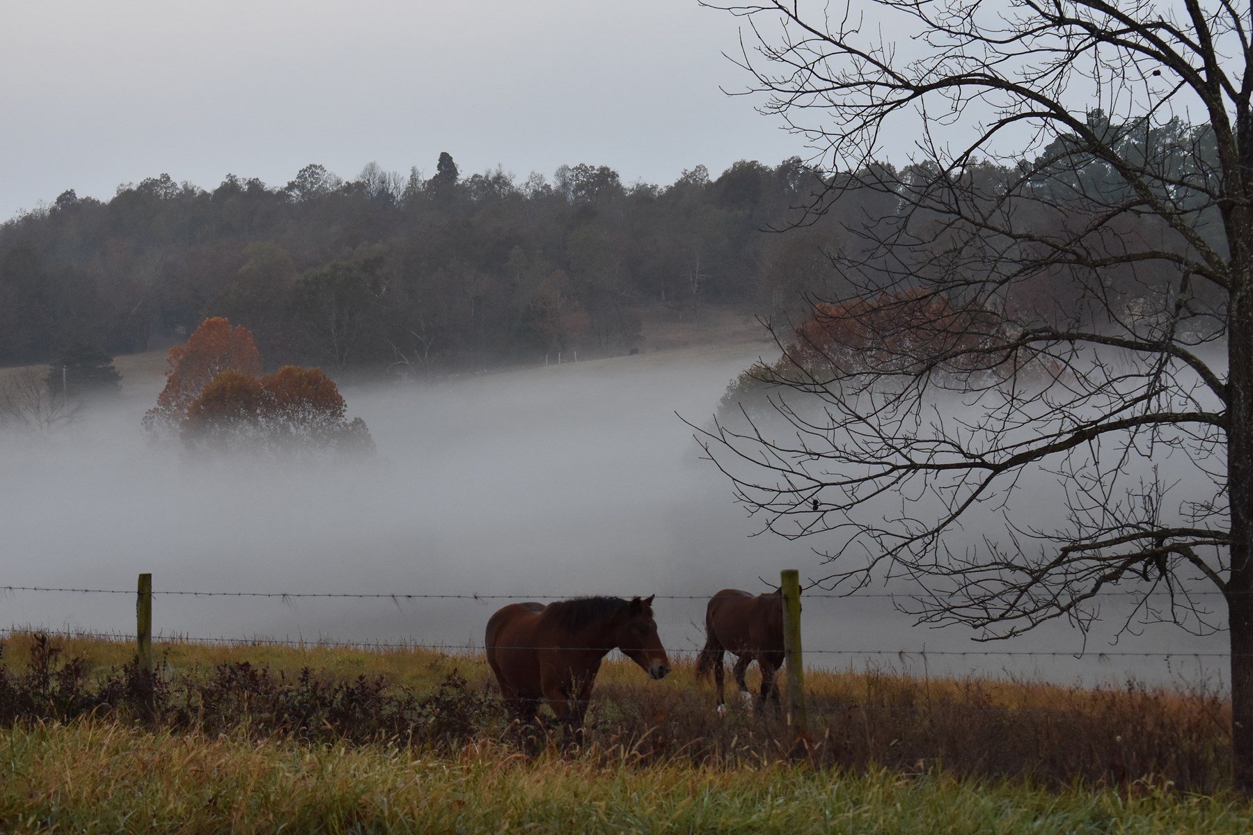 Arkansas Ozarks Horse Ranch for sale near Salem