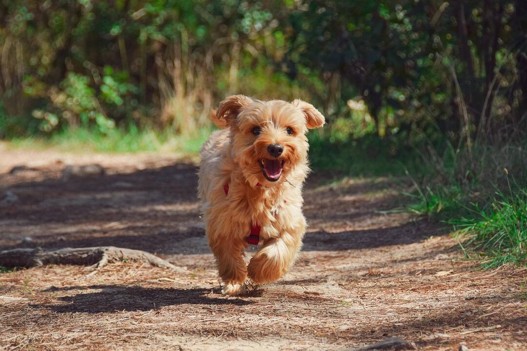 Dog_on_path.jpg