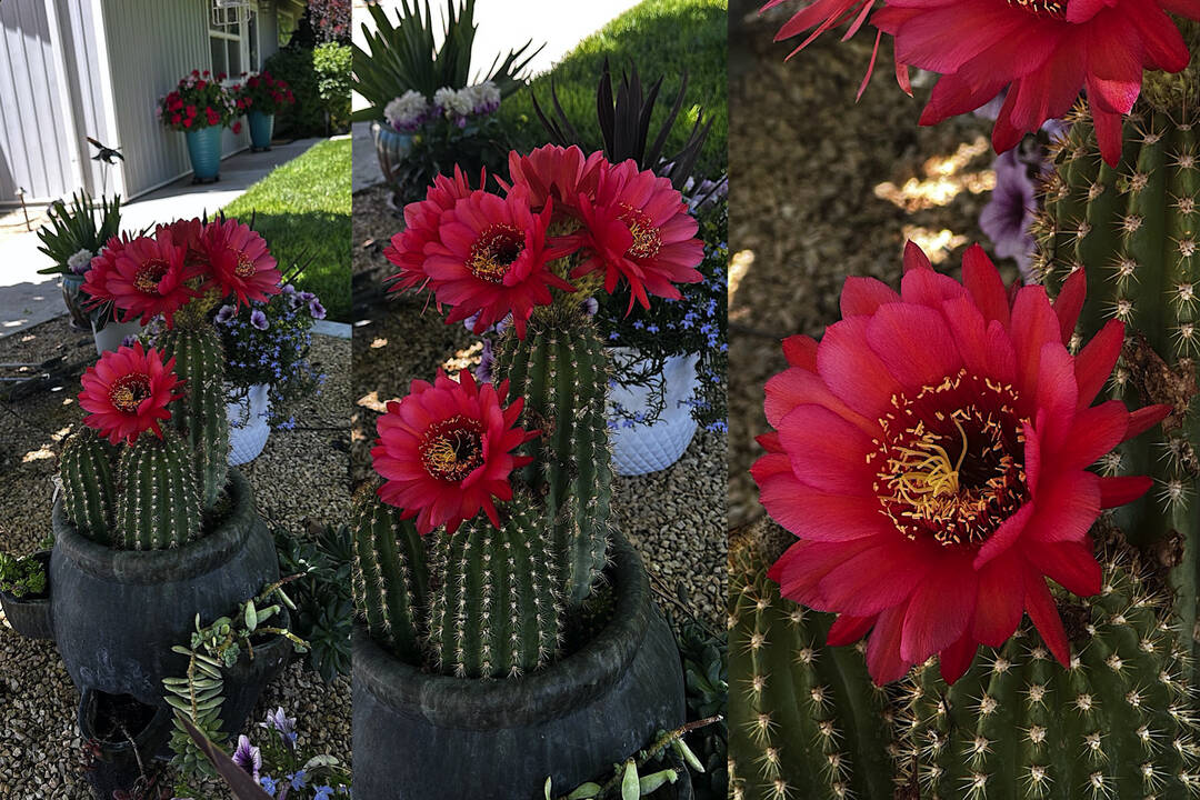 echinopsis_blooms.jpeg