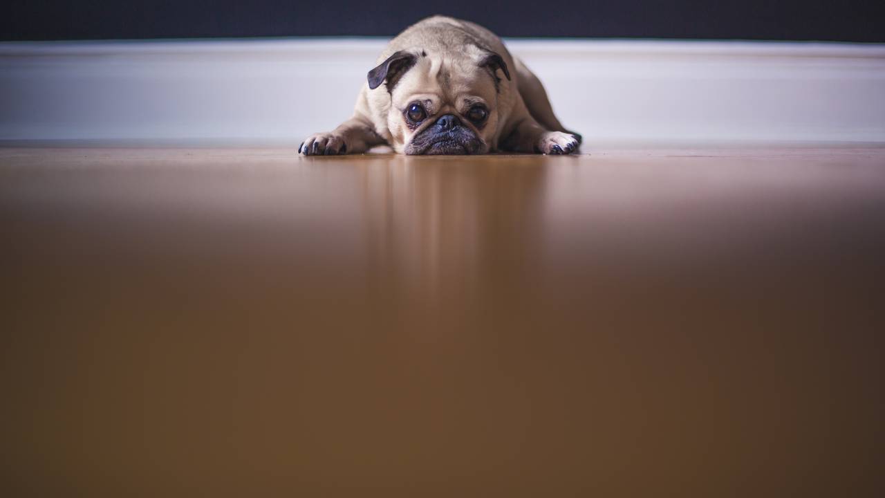 how-to-disinfect-carpet-after-dog-poop_(4).jpg