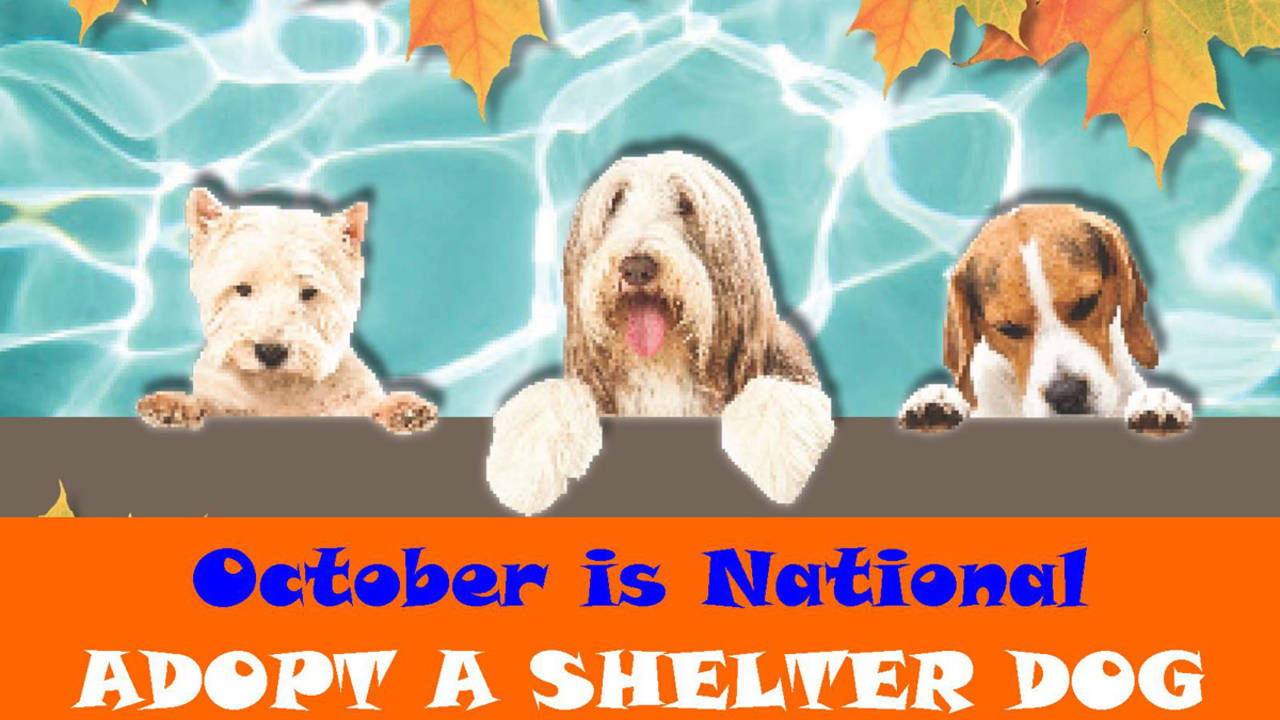 shelter_dog_adoption_month_in_october.jpg