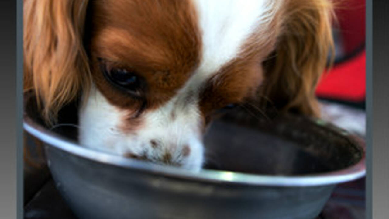 dog_drinking_water.jpg