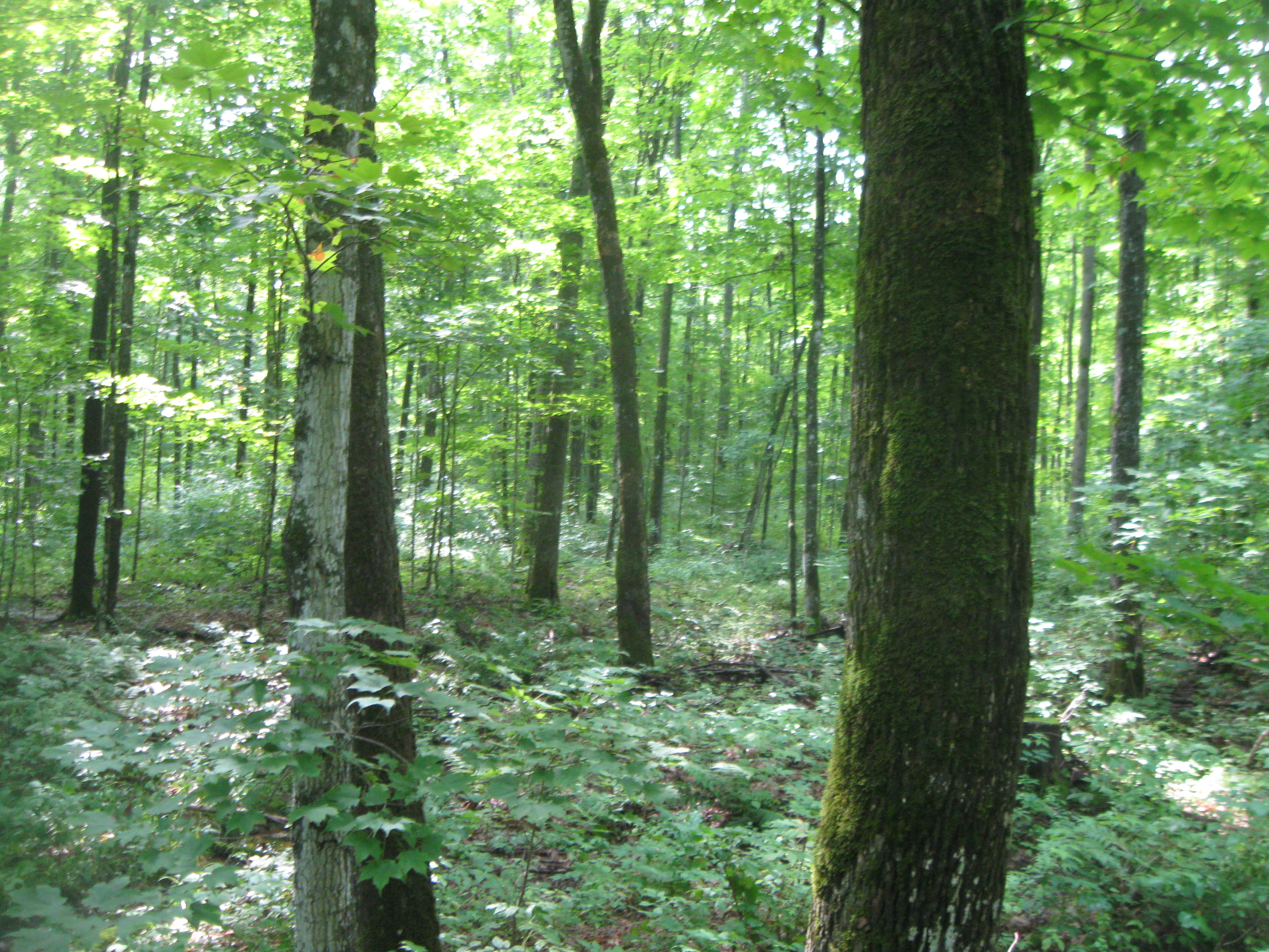 FOREST LAND WANTED JUNE 2020! LINCOLN COUNTY HUNTING