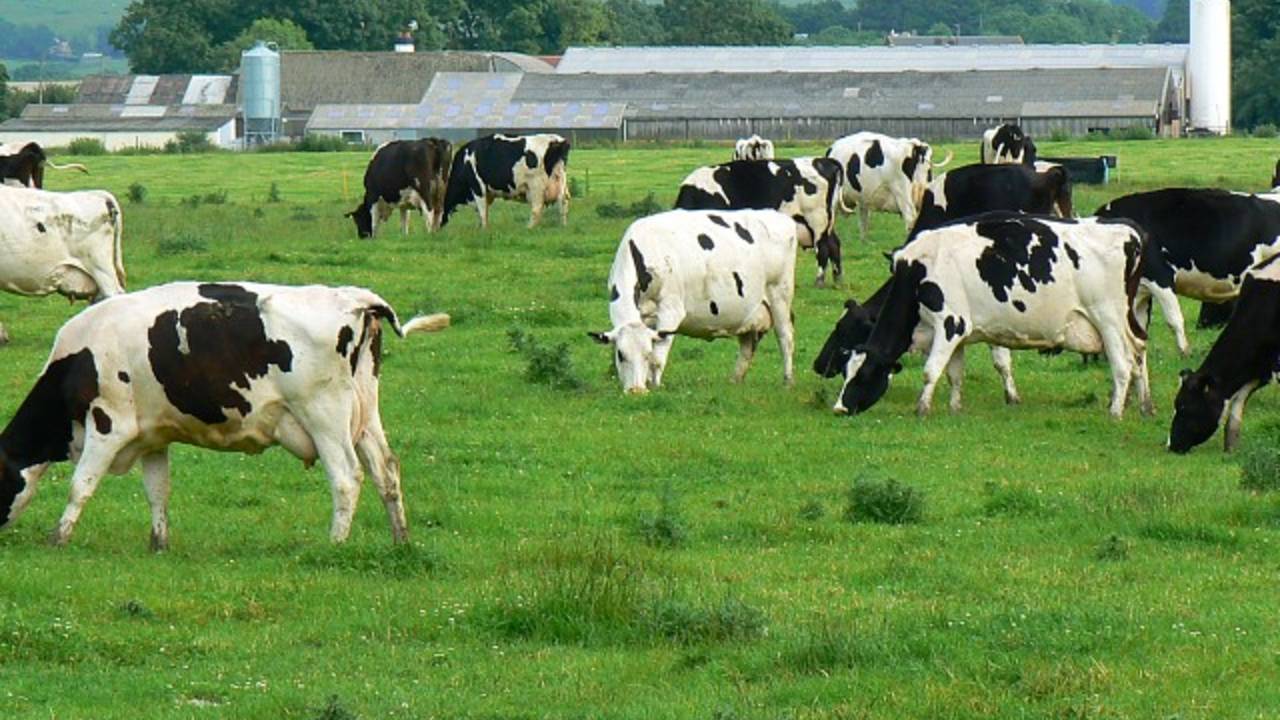 AtlantaDecaturHomesLeafmore-Cows.jpg