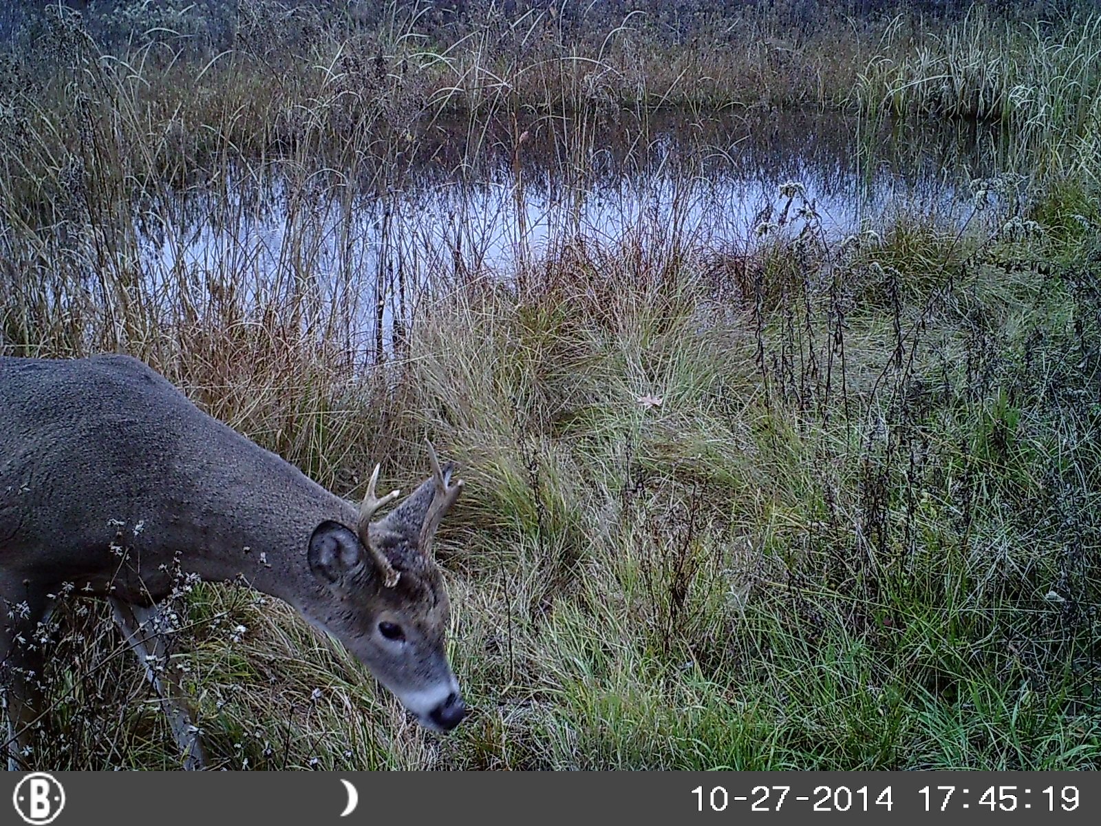 Nature in your front yard at this little Cadott country