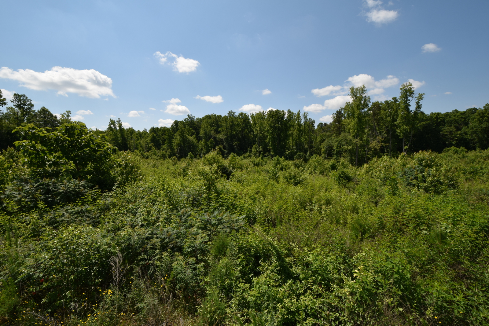 49 Acres Clifton Oates Road, Shelby NC 28150