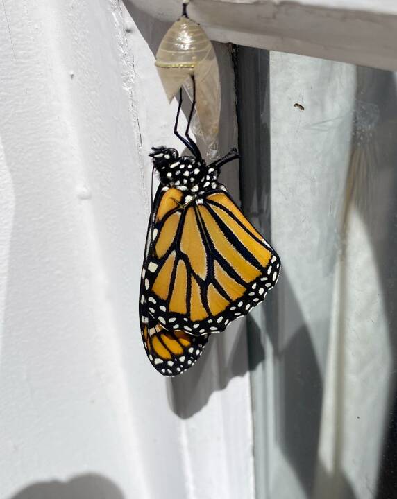 Monarch_and_chryslis_2.jpg