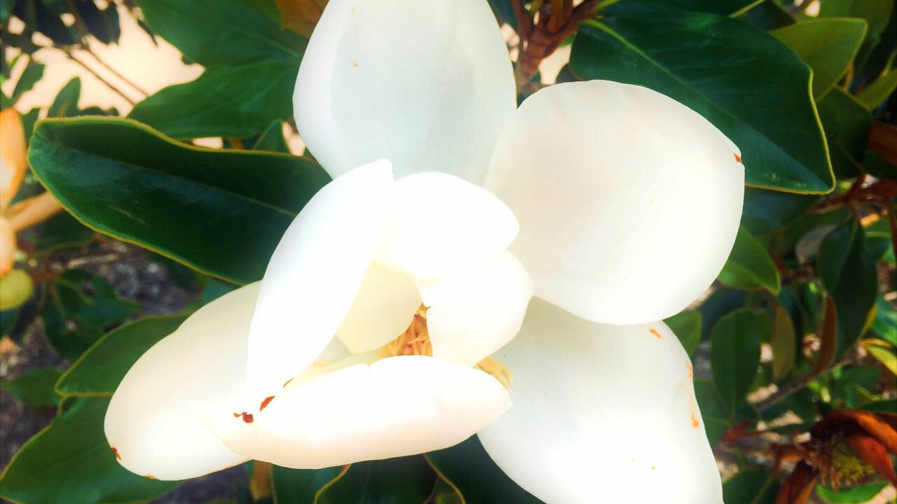 Magnolia_Blossom.jpg