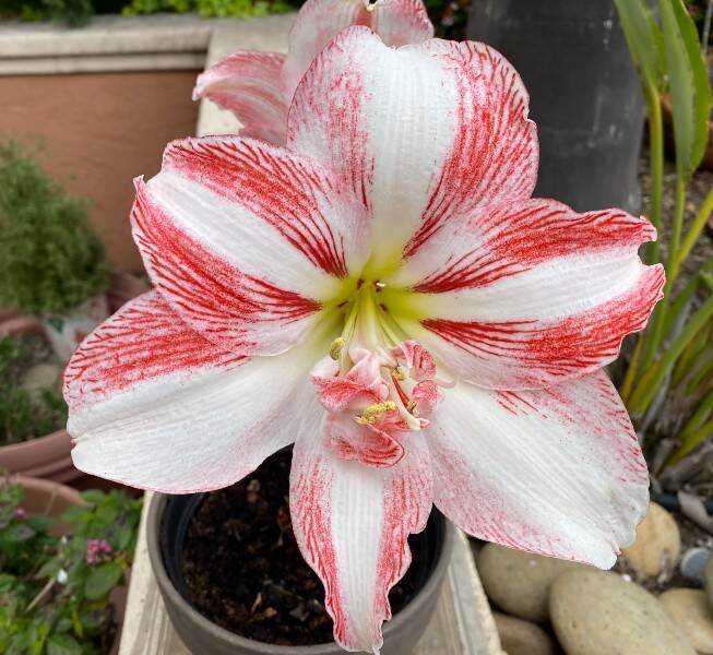 Red_and_White_Striped_Amaryllis.jpg
