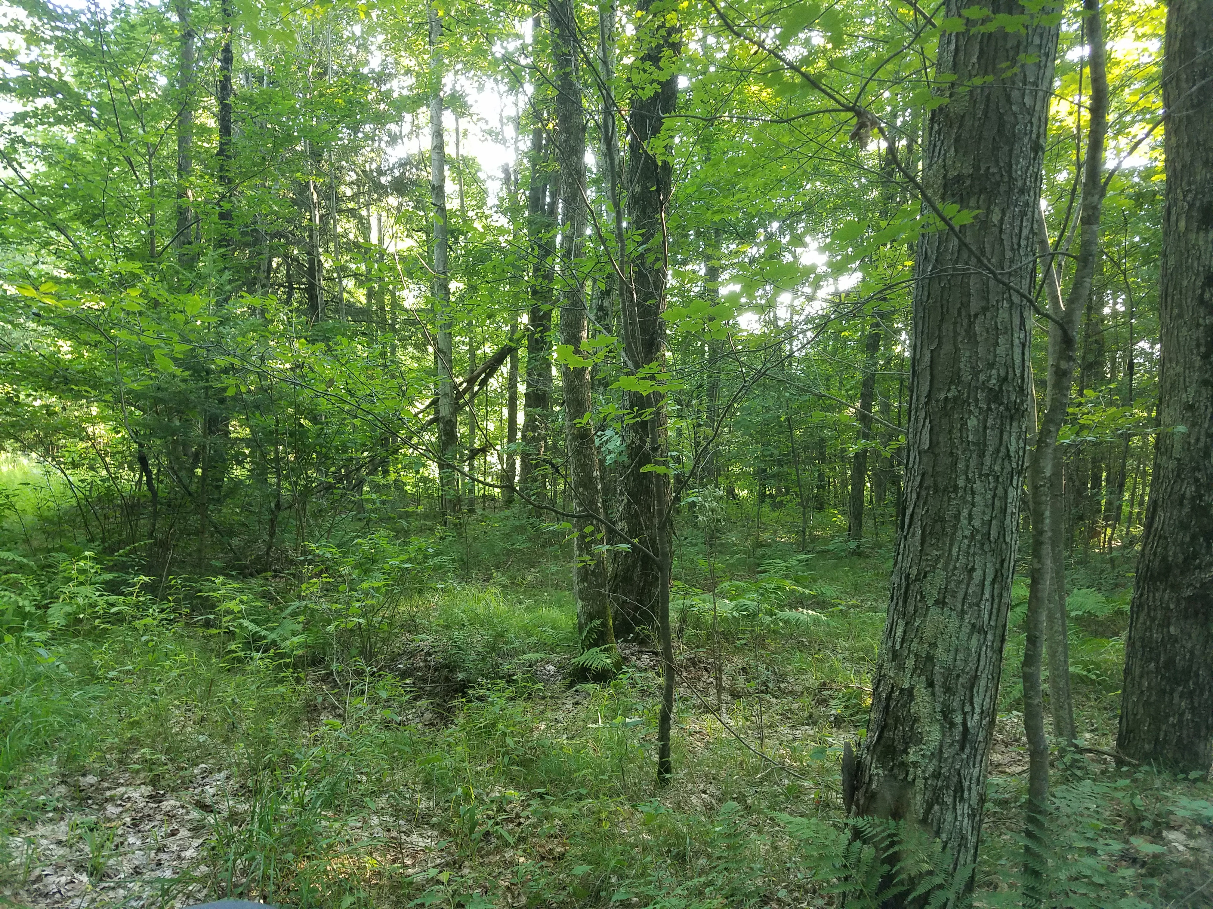 The Woodland Report Trempealeau County; Hunting, Timb