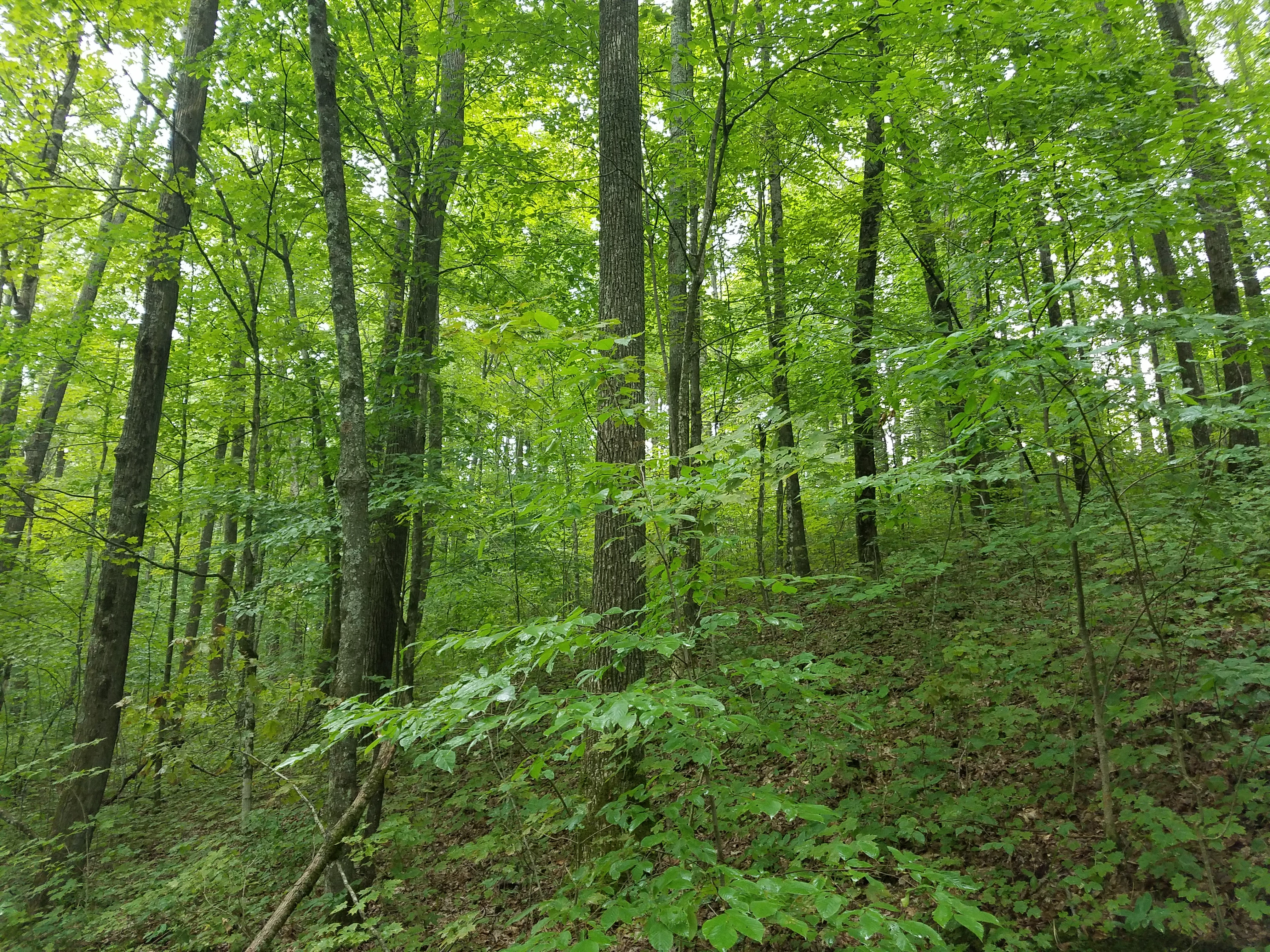 The Woodland Report St Croix County; Hunting, Timber,