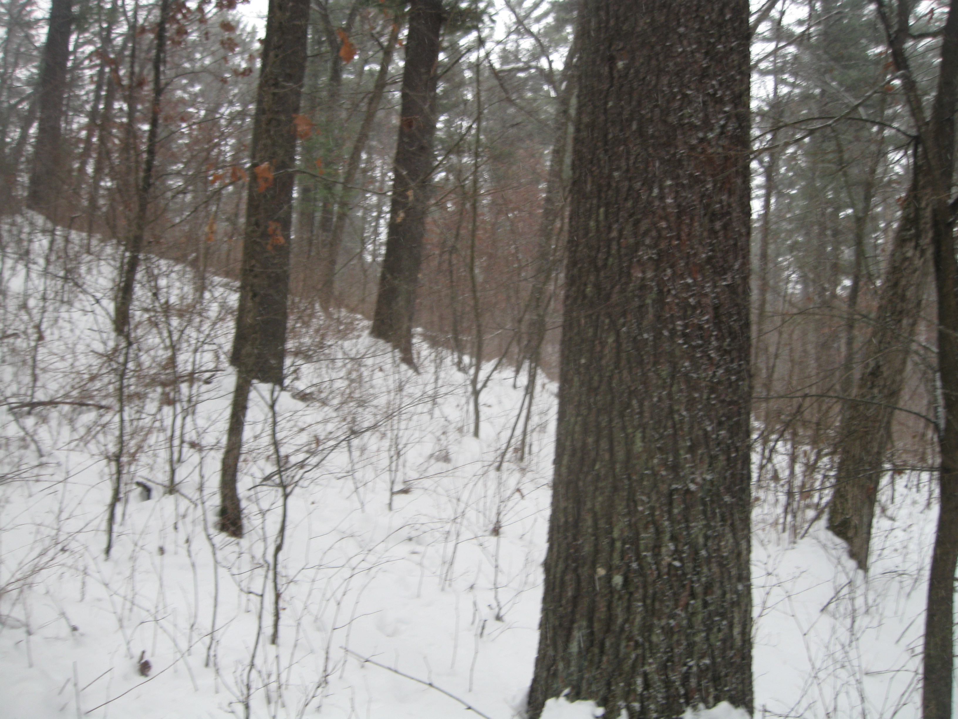 FOREST LAND WANTED MARCH 2020! CLARK COUNTY HUNTING & T