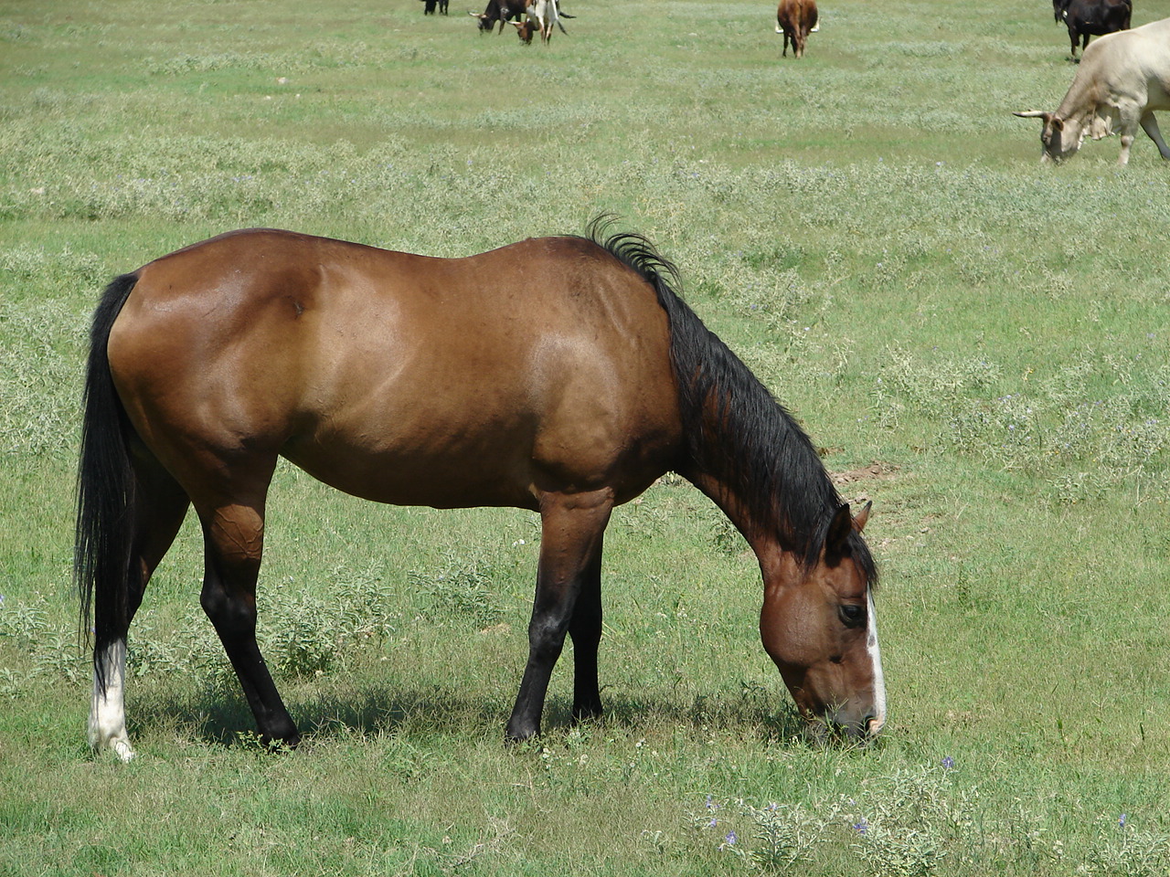 Average time to sell South Phoenix horse property Febr