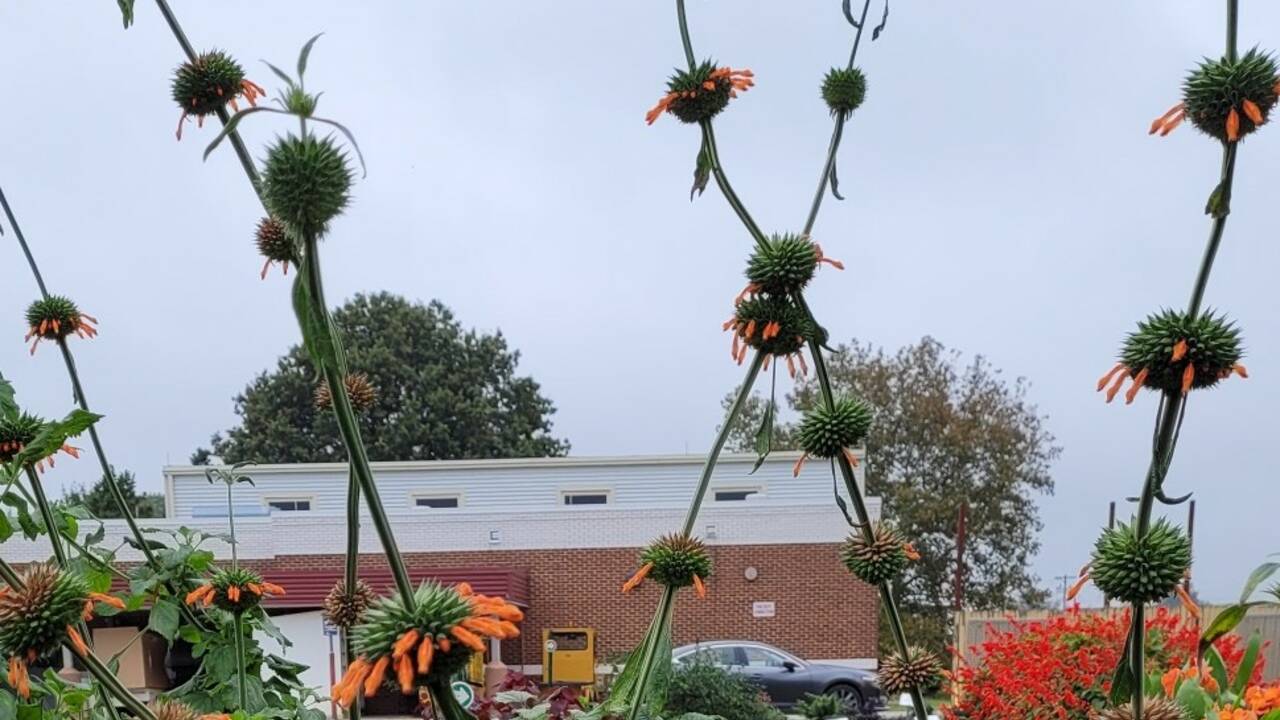 Echinacea_spikykind.jpg