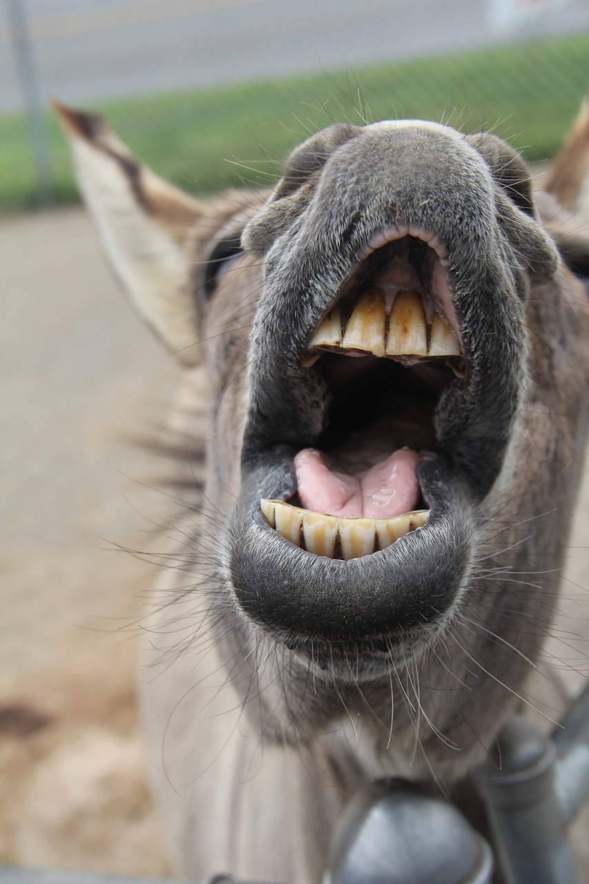 Donkey.Smiling.jpg